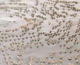 Als Tontr&auml;ger dient eine gestanzte Blechplatte /  The metal disc is sound carrier and data memory in once 